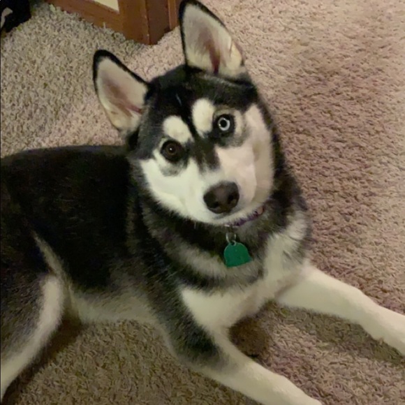 Meet your Posher, Sierra - Picture 1 of 1